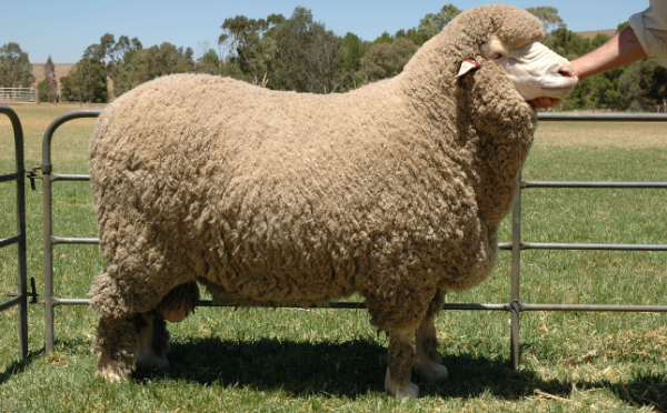Merino Sheep