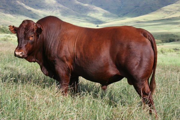 Bonsmara Cattle