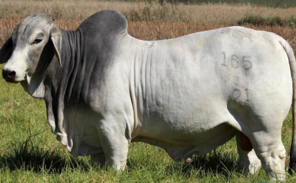 Serbred Brahmans