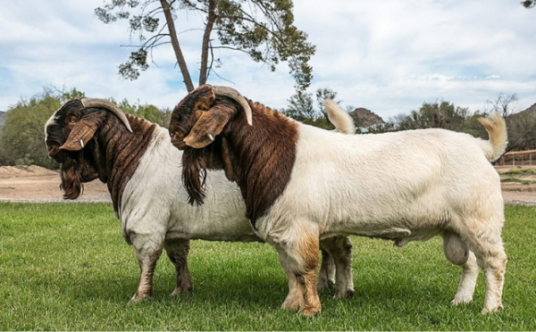 Boer Goats