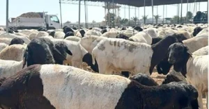 How to Choose a Reliable Sheep and Livestock Supplier Without Risk