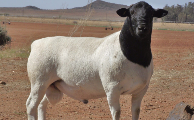 Dorper Sheep
