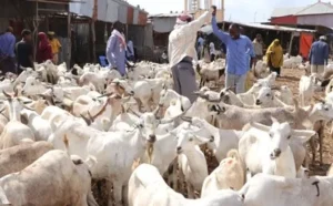 A herd of goats and sheep moving through traditional wooden huts in the heart of Somali natural pastures