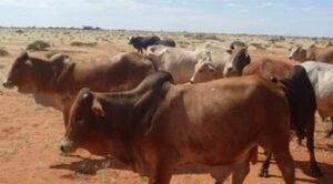 A herd of livestock in a natural environment ensures obtaining the best meat products.