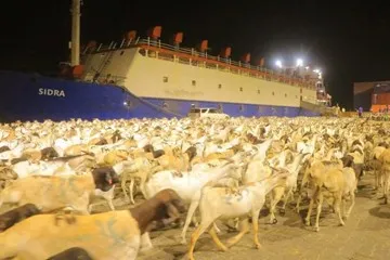 A shipment of Somali sheep at the export port,ready for international markets